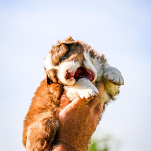 Vend chiot berger australien #2