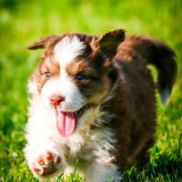 Vend chiot berger australien