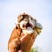 Vend chiot berger australien #2