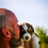 Vend chiot berger australien #3