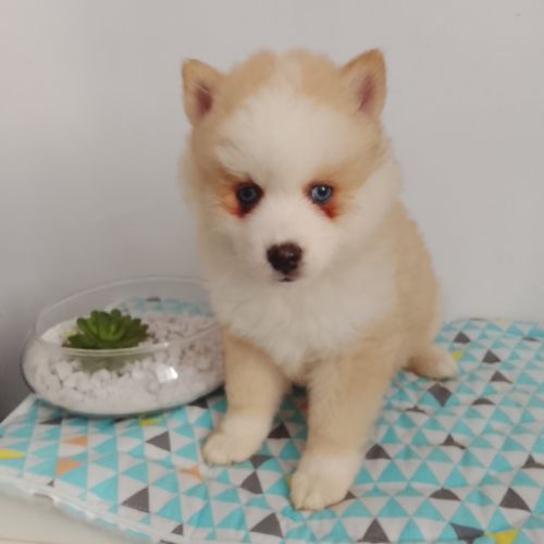Pomsky f4 #1