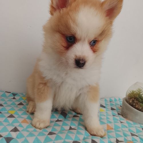 Pomsky f4 #3