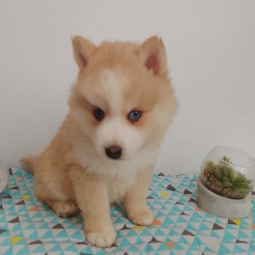 Pomsky f4 #4