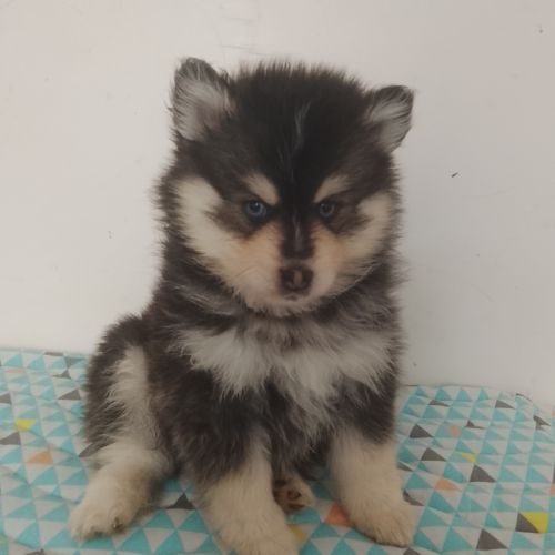 Pomsky f4