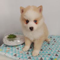 Pomsky f4 #1