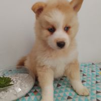 Pomsky f4 #2