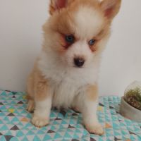 Pomsky f4 #3