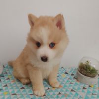 Pomsky f4 #4