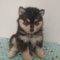 Pomsky f4 #0