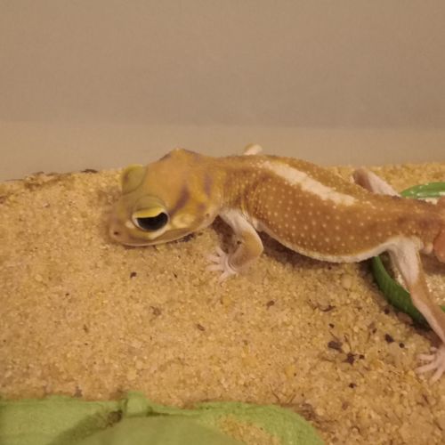 Gecko nephrurus levis pilbarensis #1