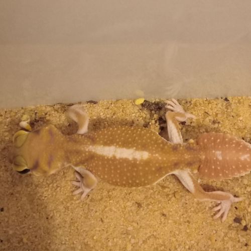 Gecko nephrurus levis pilbarensis #2