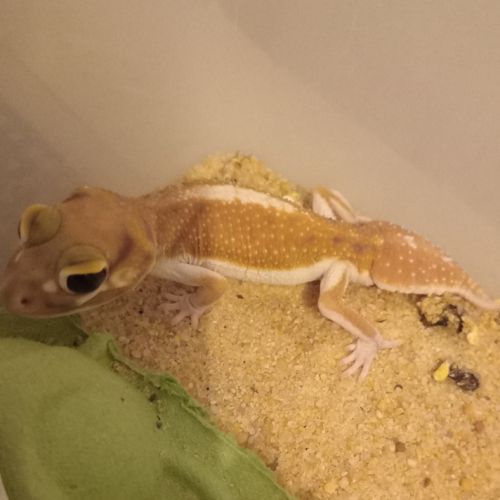 Gecko nephrurus levis pilbarensis #4