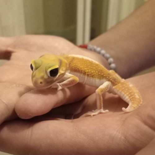 Gecko nephrurus levis pilbarensis #5