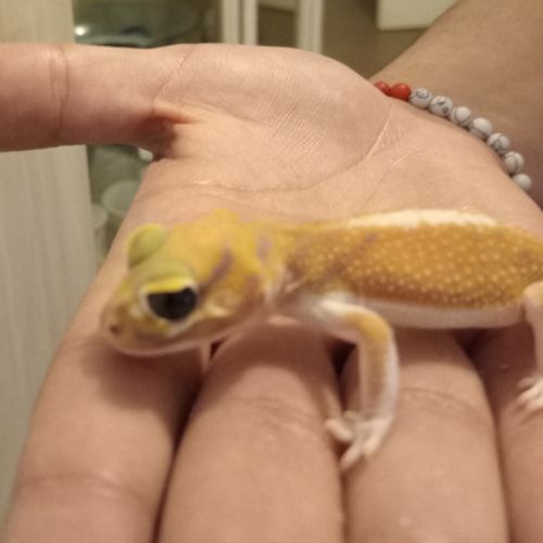 Gecko nephrurus levis pilbarensis #6