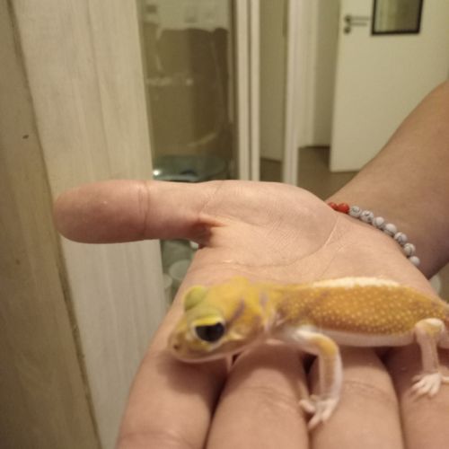 Gecko nephrurus levis pilbarensis #9