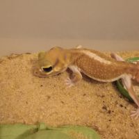 Gecko nephrurus levis pilbarensis #1