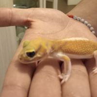 Gecko nephrurus levis pilbarensis #6