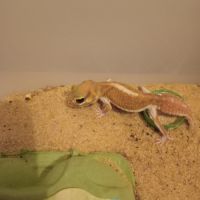 Gecko nephrurus levis pilbarensis #8