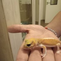 Gecko nephrurus levis pilbarensis #9
