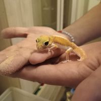 Gecko nephrurus levis pilbarensis #10