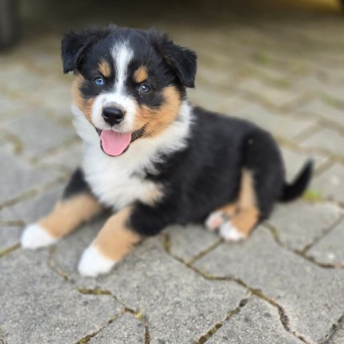 Chiot berger australien
