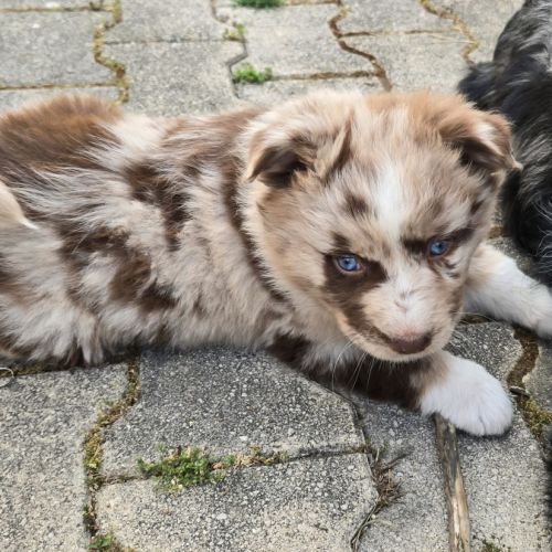 Chiot berger australien #5