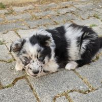 Chiot berger australien #1