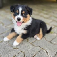 Chiot berger australien #0
