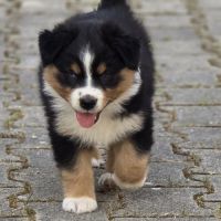 Chiot berger australien #3