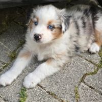 Chiot berger australien #4