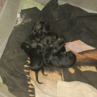 Berger allemand ancien type