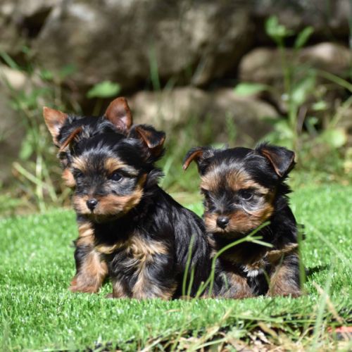 Chiots yorkshire, york #2