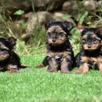Chiots yorkshire, york #0