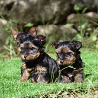Chiots yorkshire, york #2