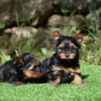 Chiots yorkshire, york #5