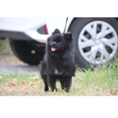 Femelle spitz adulte 4 ans