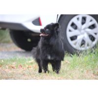 Femelle spitz adulte 4 ans #1
