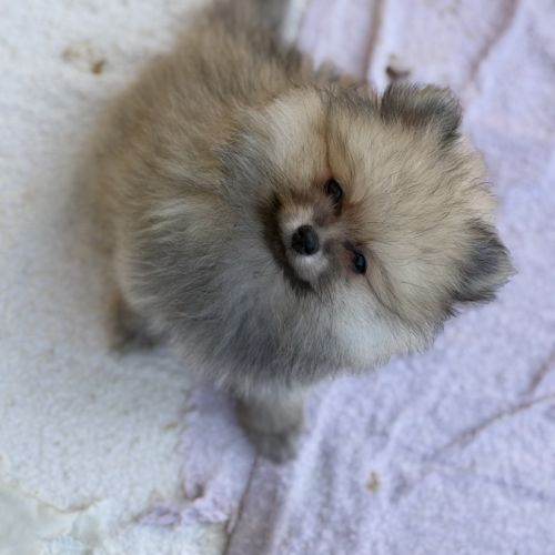 Spitz nain femelle