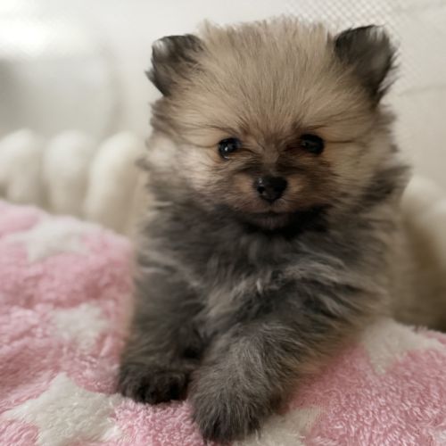 Spitz nain femelle #2