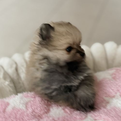Spitz nain femelle