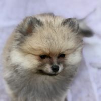 Spitz nain femelle #2