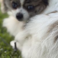 Spitz nain femelle #5