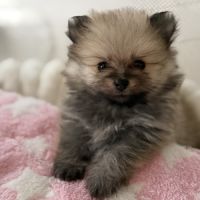 Spitz nain femelle #2