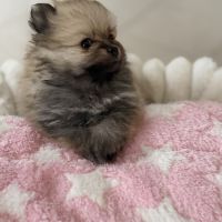 Spitz nain femelle #3