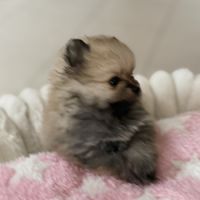 Spitz nain femelle #0