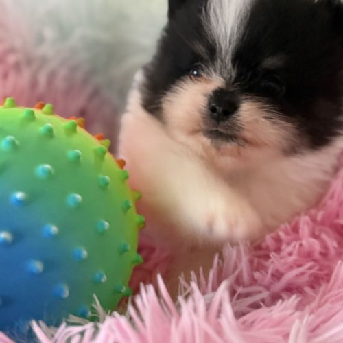 Spitz nain mâle #2