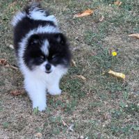 Spitz nain mâle #4