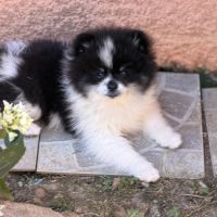 Spitz nain mâle #5