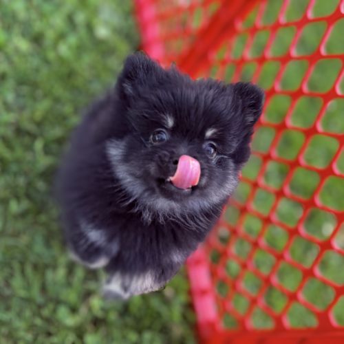 Spitz nain femelle