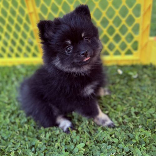 Spitz nain femelle #3